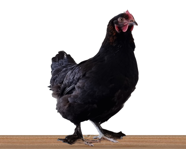 Maran-Hühner 