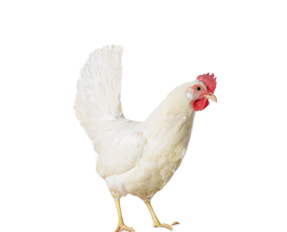 Hühner Weiß